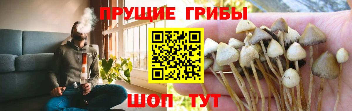 Псилоцибиновые грибы Psilocybine cubensis  Вход с VPN  Мичуринск 